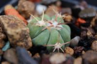 Echinocactus horizonthalonius PD 4